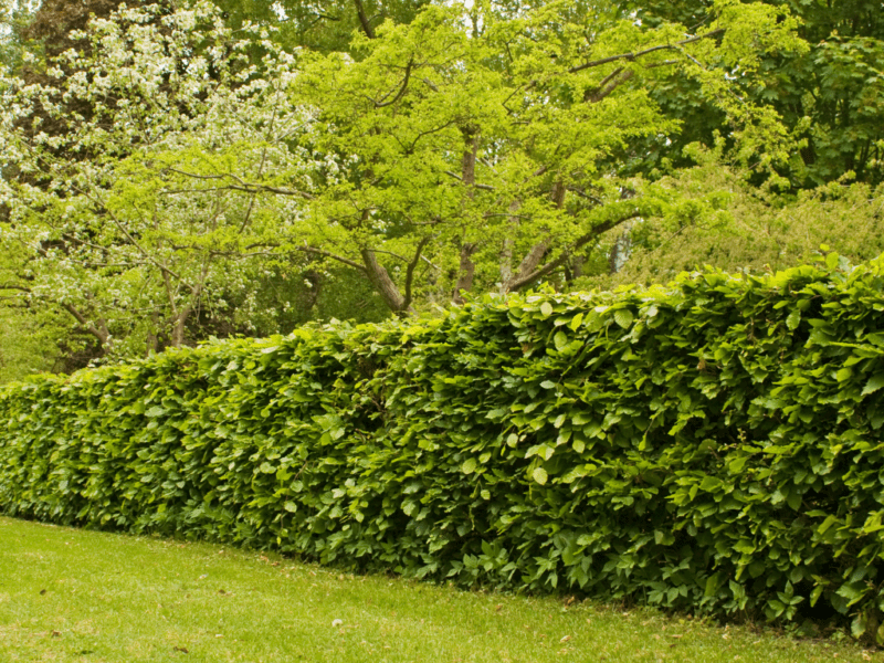 Maintaining a Formal Hedge