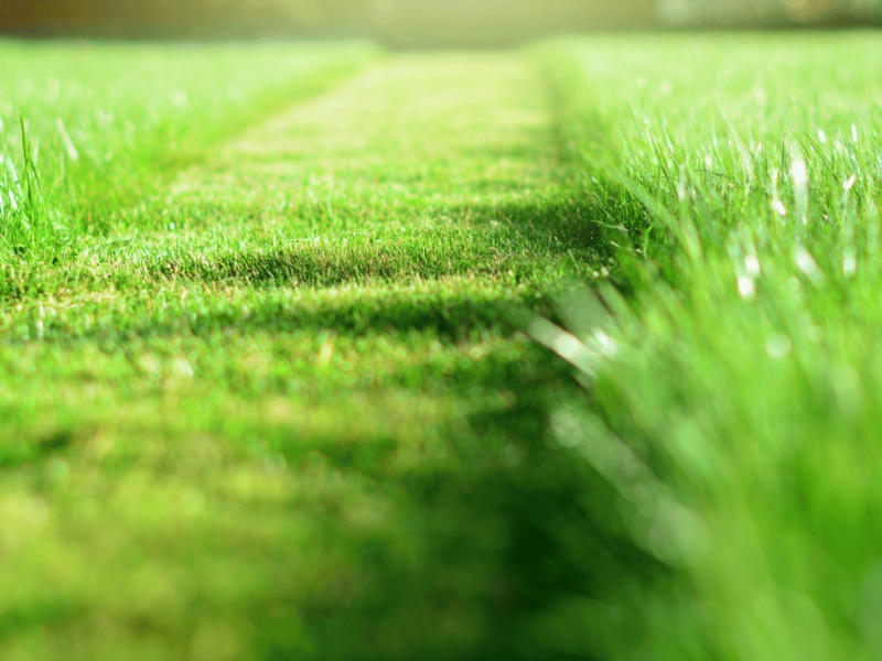 Everything You Need To Know Before Deciding on a No Mow Lawn