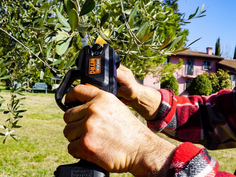 Pinching Annual Plants for Better Growth
