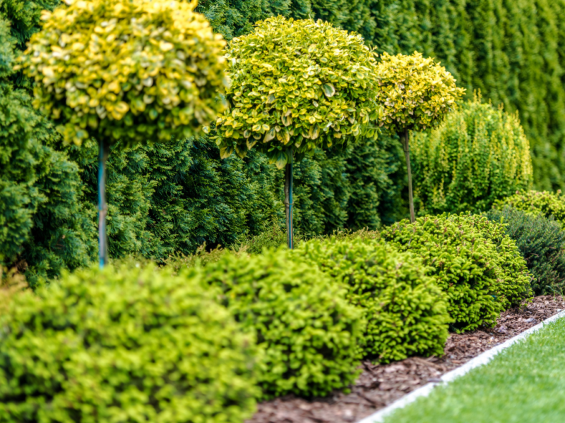 Evergreen Shrubs for Sunny Locations