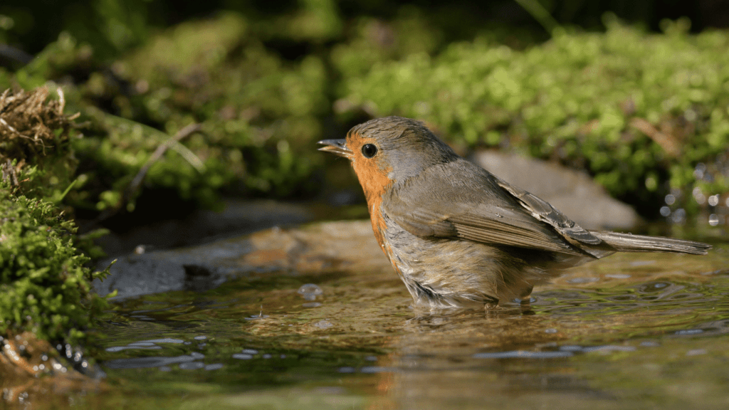 Helping Wildlife in Hot Weather: Simple Ways to Make a Difference