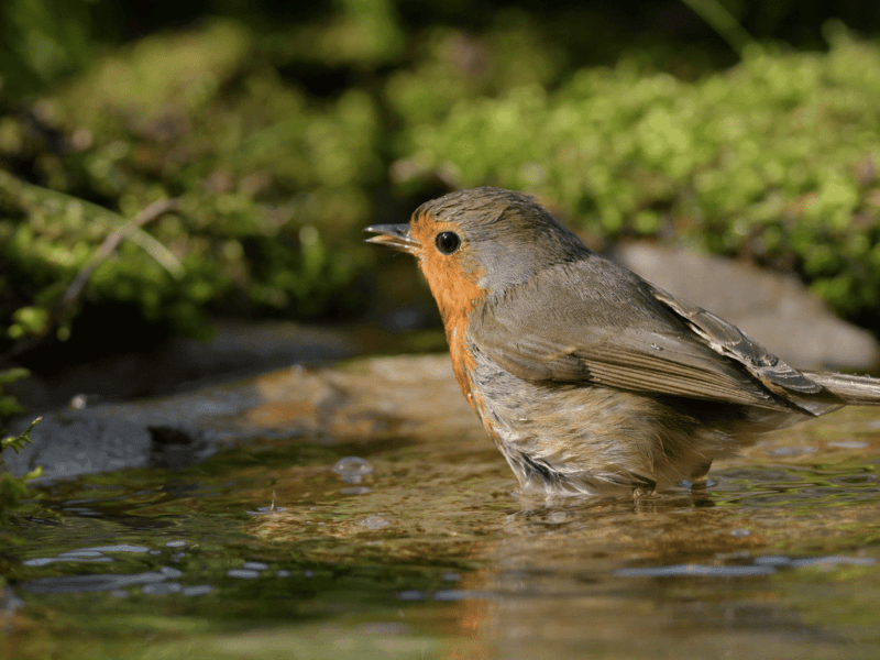Helping Wildlife in Hot Weather: Simple Ways to Make a Difference