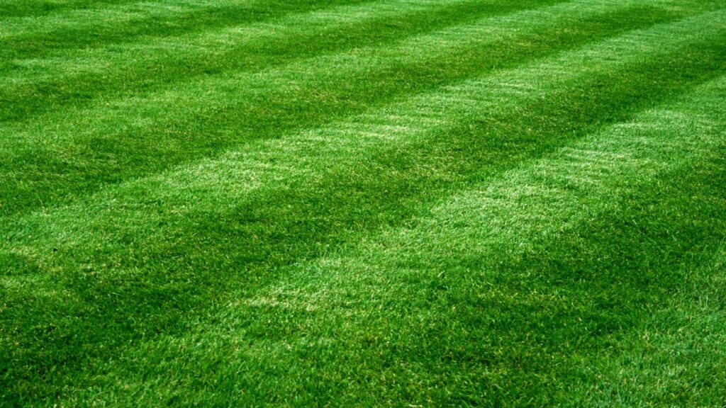 The Science of a Better Lawn: Why ‘Little and Often’ Wins