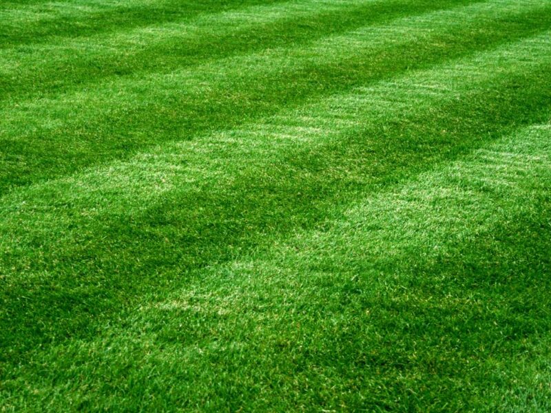 The Science of a Better Lawn: Why ‘Little and Often’ Wins